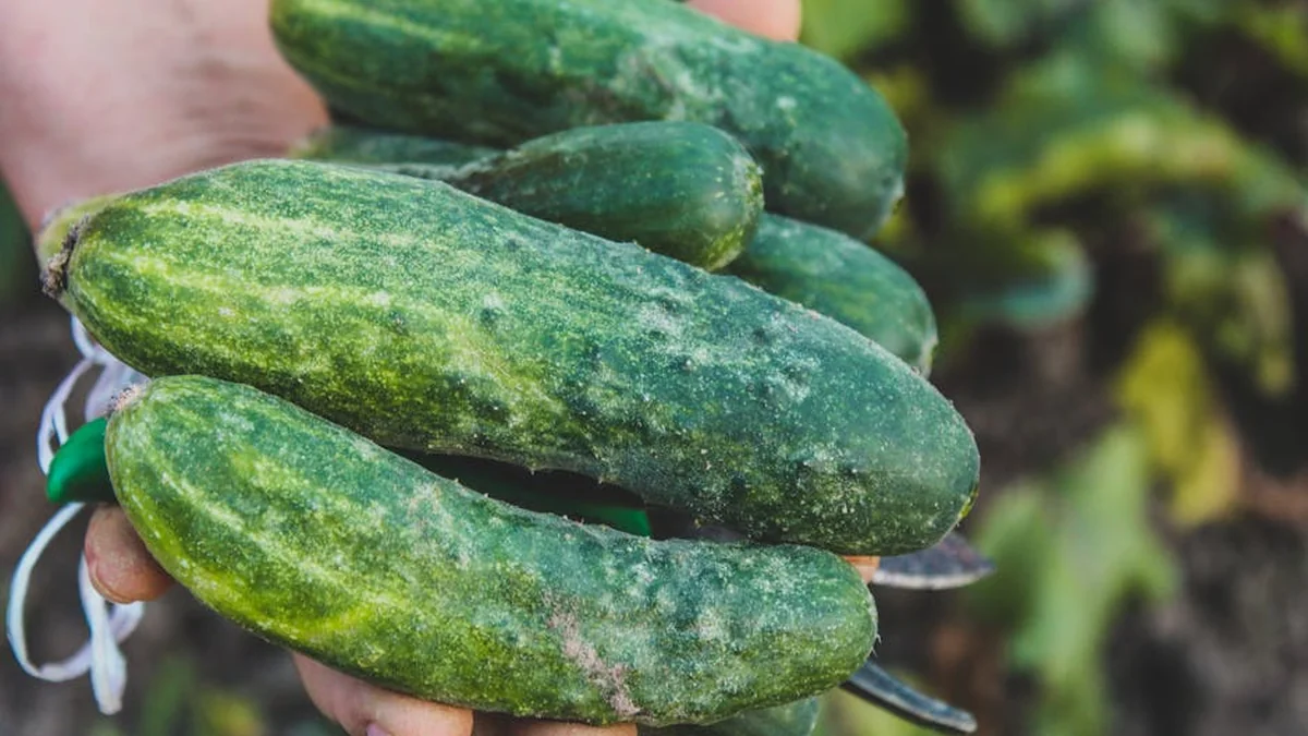 A cheap pharmacy preparation will save cucumbers from all diseases: here is how you can make the solution
