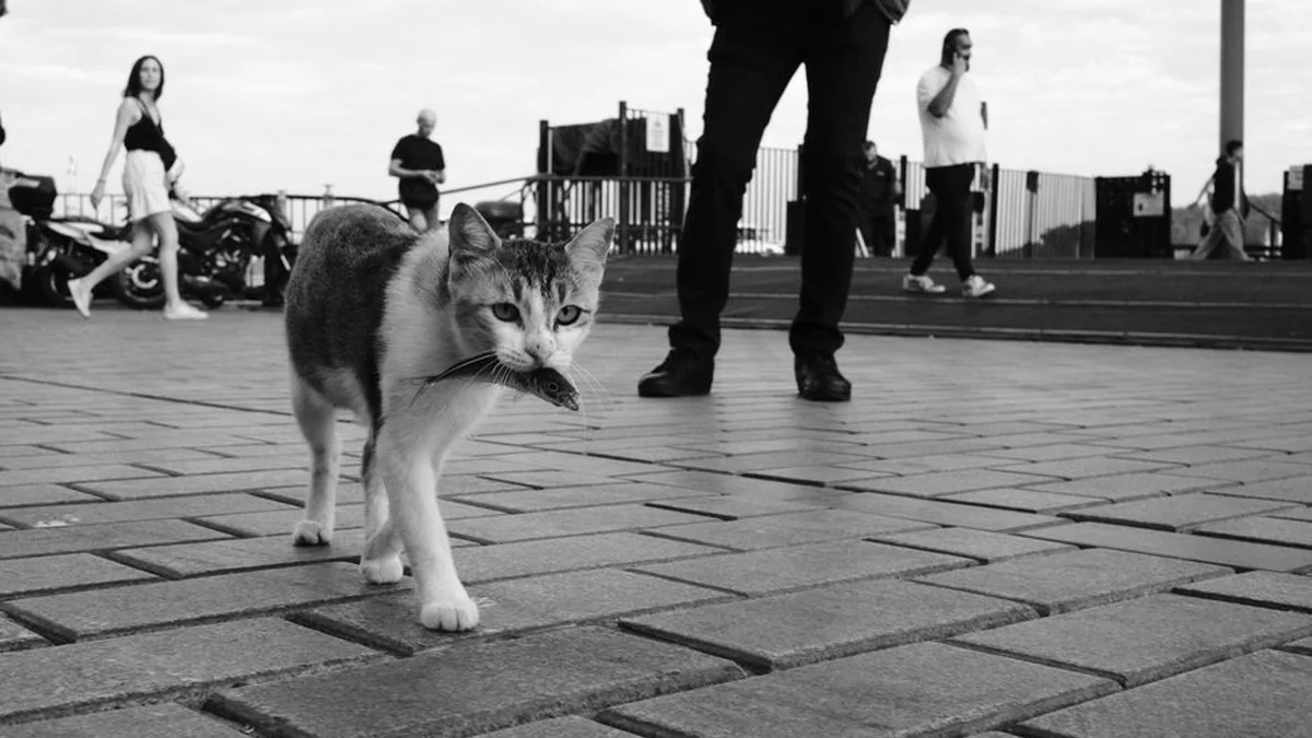An Ukrainian woman showed a giant cat: I call him Hitler, but I needed to call him Putin(1)