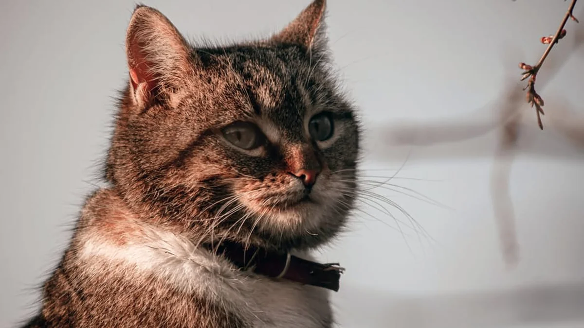 Drones to lift rare breed cat into the sky: owners have one request