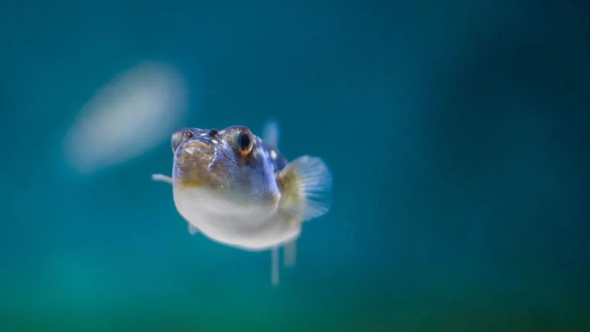 Fish known for its lethal poison: why do people dare to eat it?