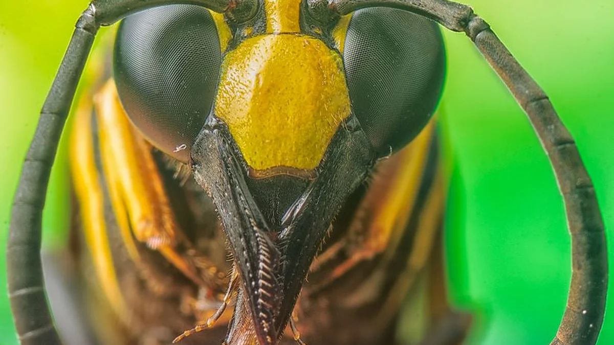 Insect stings: a pharmacist explained when to go to the hospital