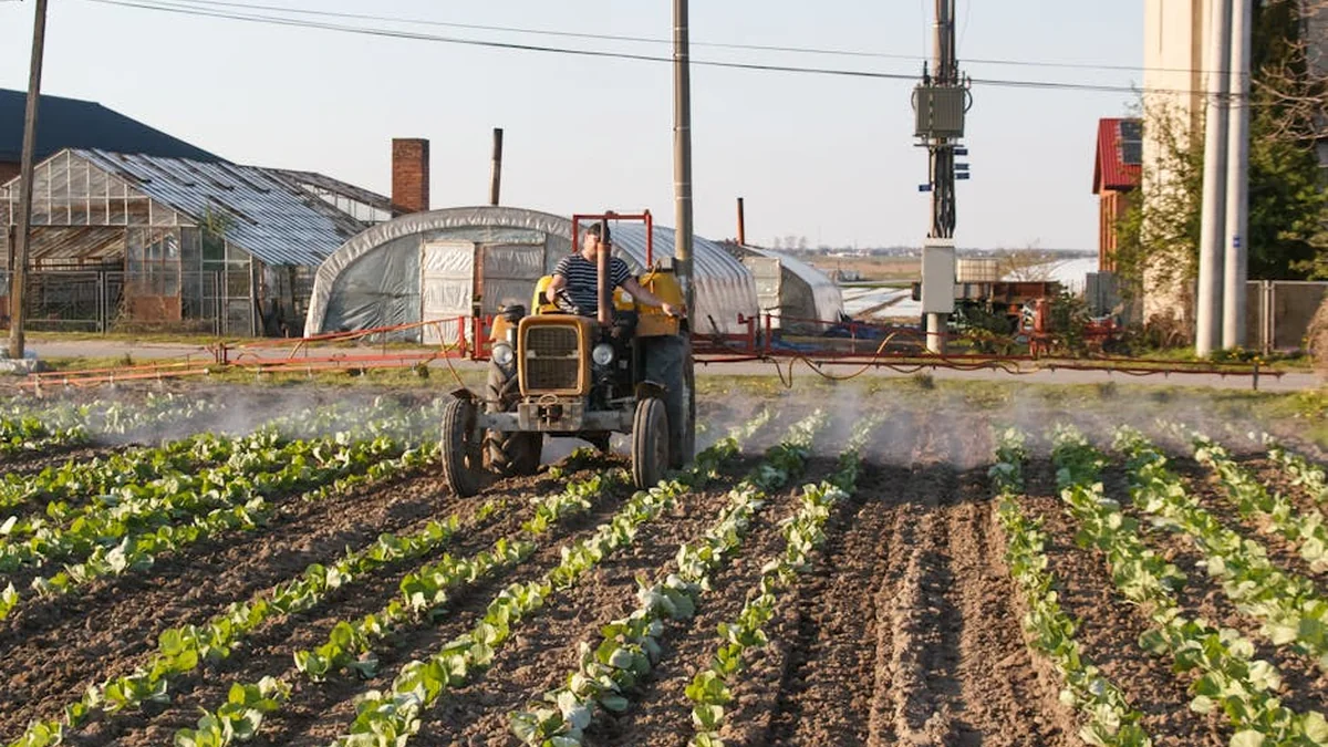 Now is the last chance: if you fertilize the strawberries with something other than what is needed, the crop will go to the leaves instead of the berries