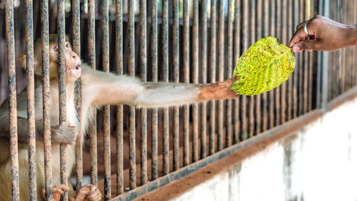 The Klaipėda Zoo was forbidden to admit visitors