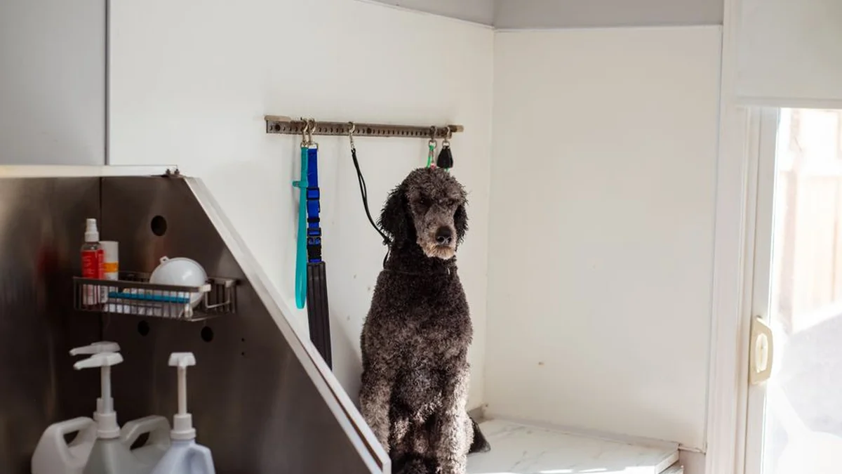 After visiting a dog grooming salon – a nightmare for thousands of euros: they cut off the nipple and glued it with super glue