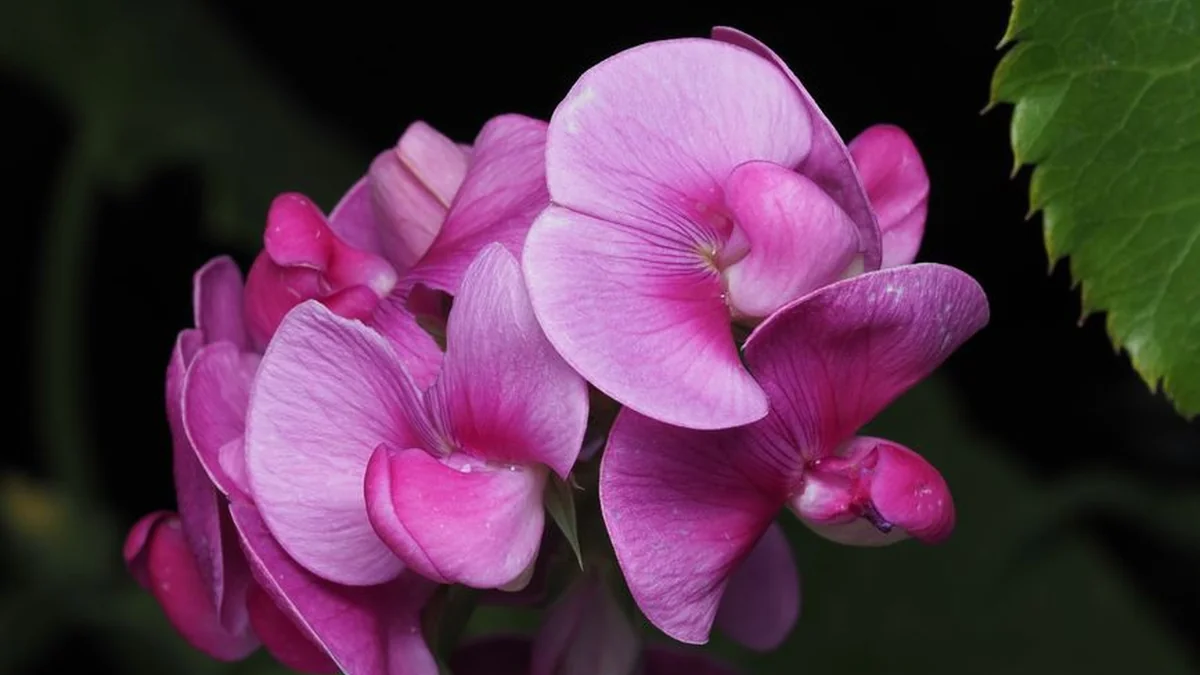 Do the serene really protect the garden from pests? This answer will surprise