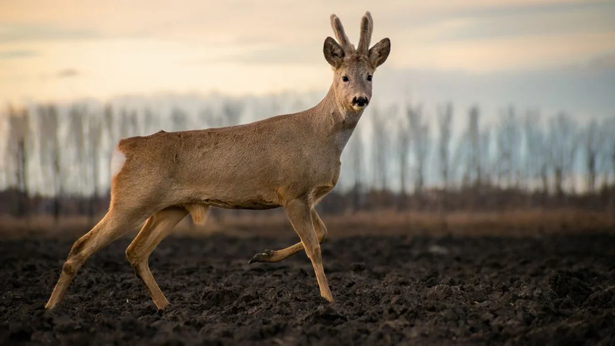 “Firstly, with love, then with knives”: Roe Deers about the evening with Darkside at the Royal Palace