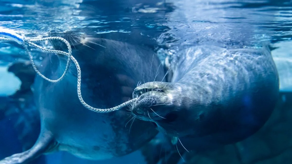 In Nida, a dead seal: they were puzzled by the news of such a find