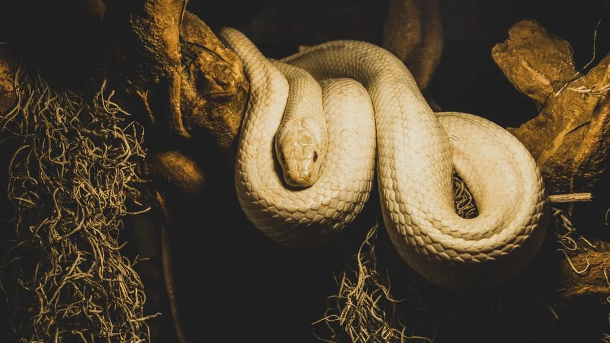 When he saw an unexpected guest in his yard, M. Kuzminskas was confused: he called his followers