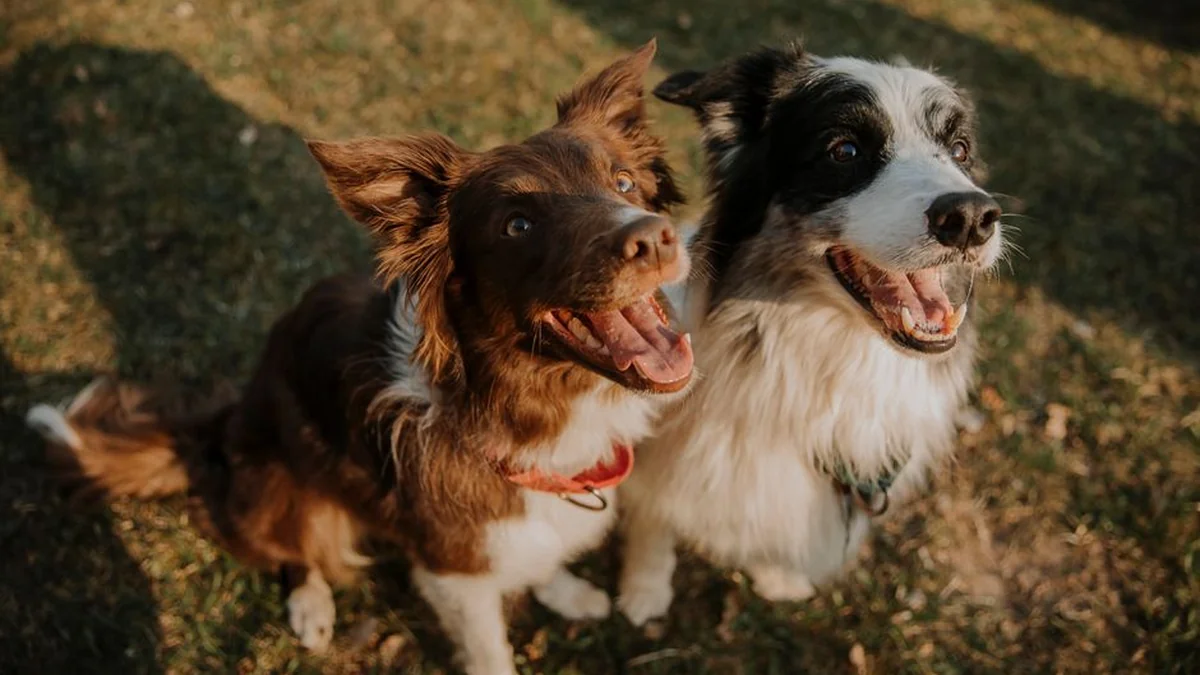 A border guard dog and its two-year-old Kroft tracked and arrested three unauthorized migrants who had entered Latvia