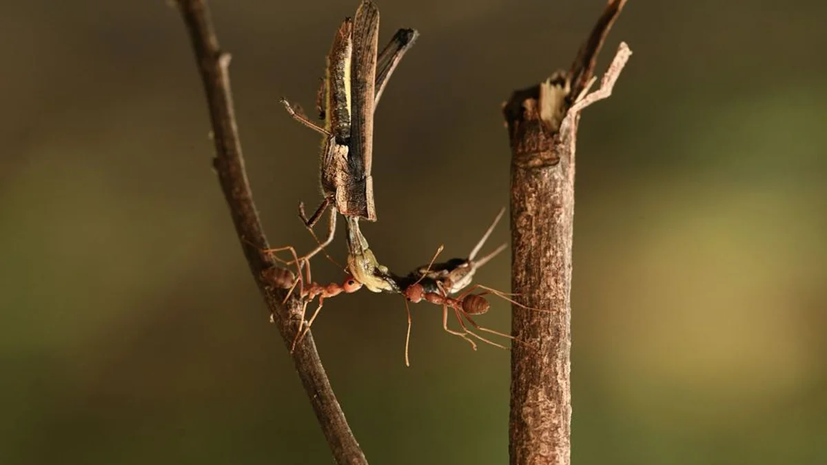 „Ant vieno peties – angelas, ant kito – demonas“: ieškomi fiziškai stiprūs žmonės, pasiruošę priimti ypatingą augintinį