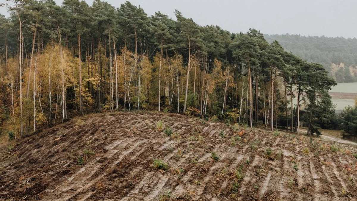The Sengirės Foundation expands the territory of protected forests – an exclusive plot has been bought in Kaišiadorys district